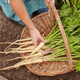 Parsnip, Hollow Crown