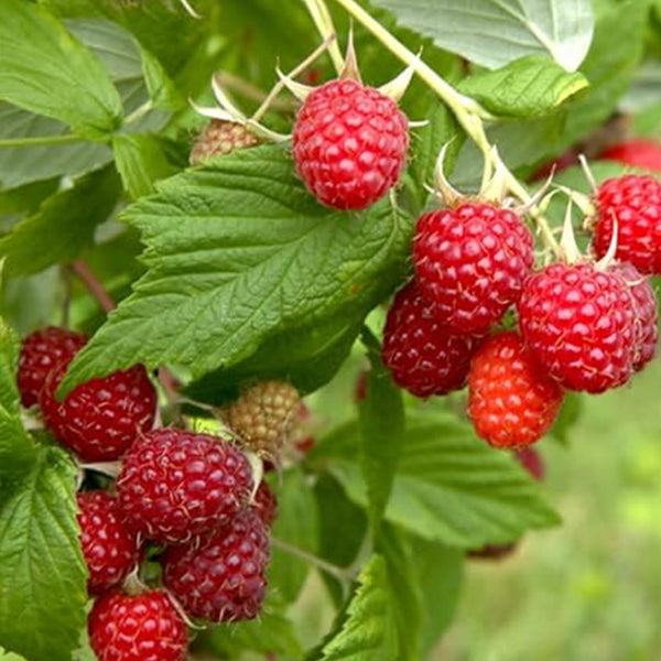 Red Raspberry Seeds for Planting