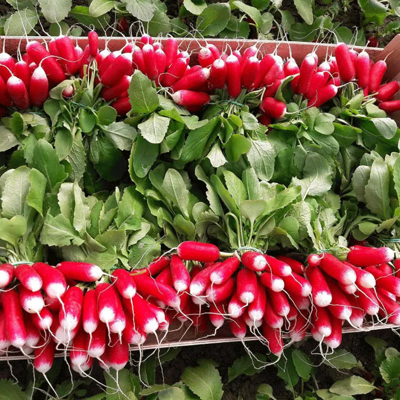 Semillas de rábano de fruto del pulgar