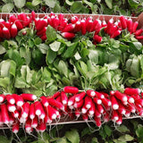 Semillas de rábano de fruto del pulgar