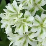 Green Phlox paniculata Seeds