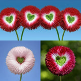 Aster Formula Mixed Colors - Flower Seeds