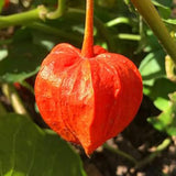 Cape Gooseberry Seeds Ground Cherry Rare Fall Fruit