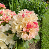 Semillas de azalea alpina, especies raras