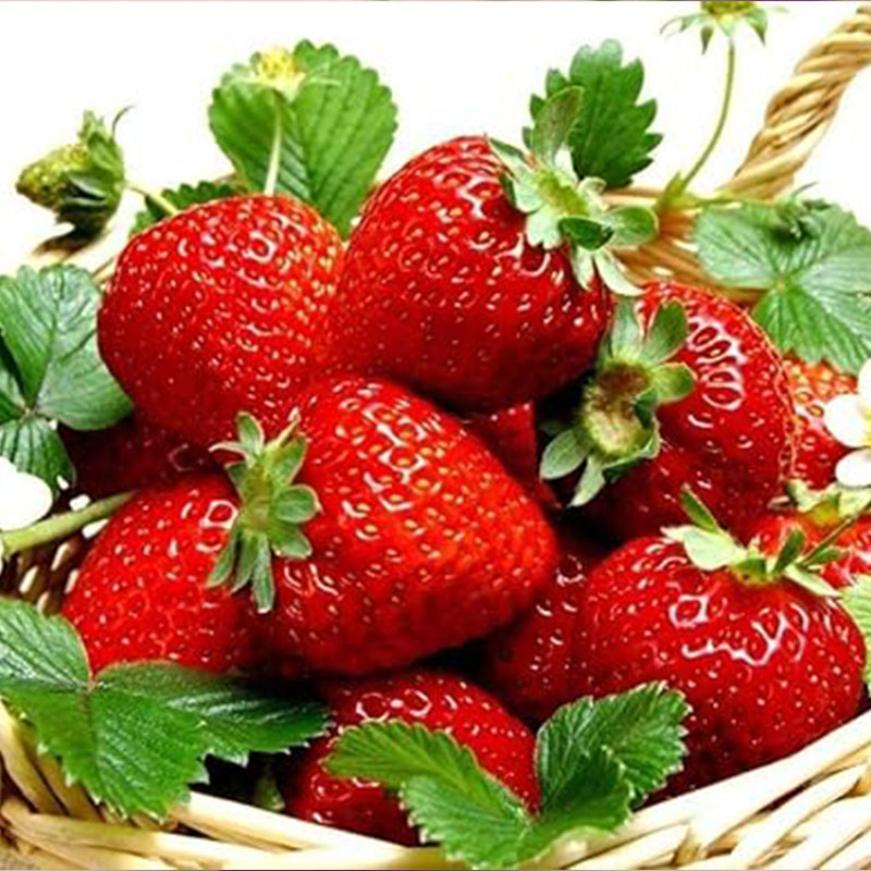Giant Strawberry Seeds, Sweet Red Strawberry Garden Strawberry Fruit Seeds, for Garden Planting