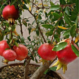 Dwarf Pomegranate