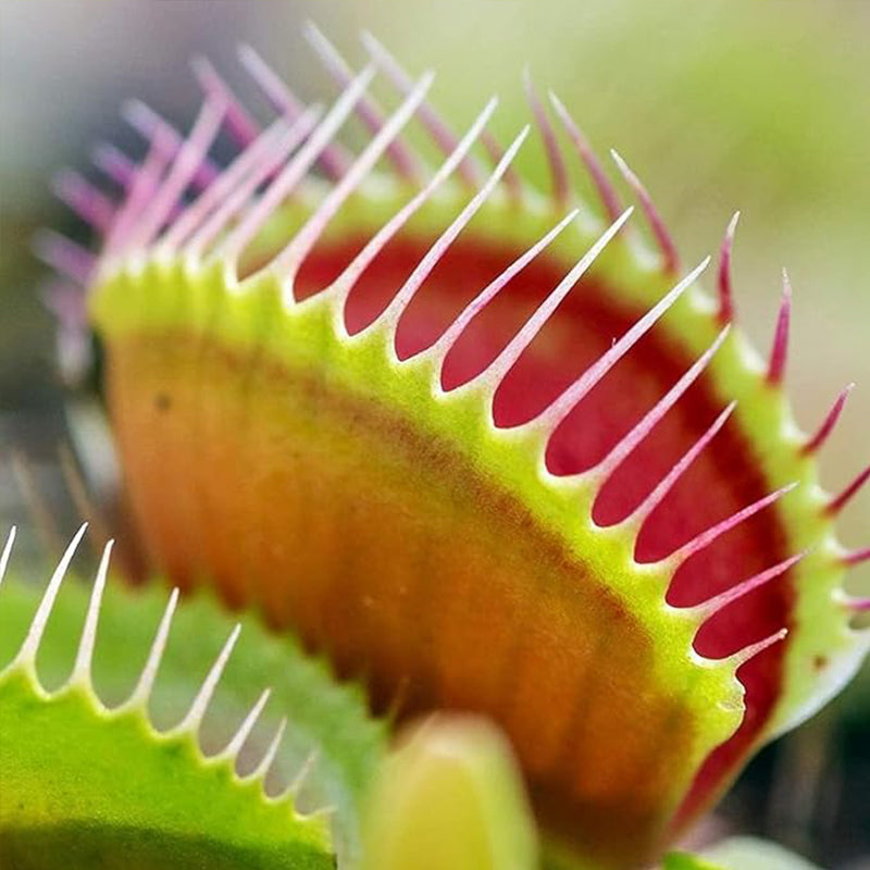 Semillas de Venus atrapamoscas Semillas de Venus atrapamoscas para plantar en el jardín de casa