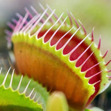 Semillas de Venus atrapamoscas Semillas de Venus atrapamoscas para plantar en el jardín de casa