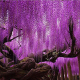 Purple Wisteria Flower Seeds Wisteria Sinensis DIY Home Garden Yard Plant