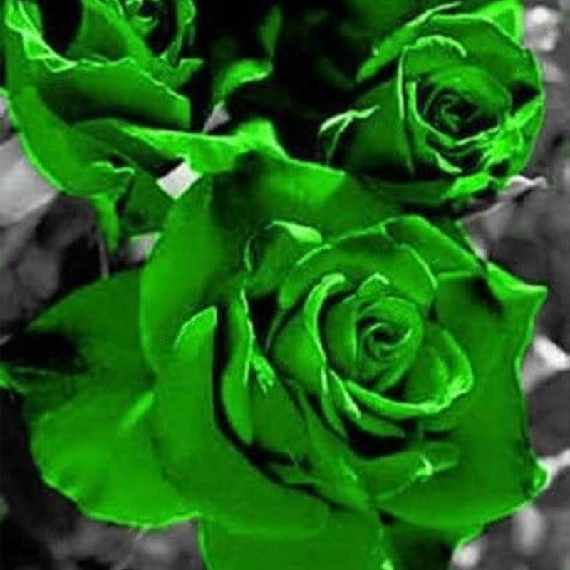 Semillas de flores perennes de arbusto de rosa verde