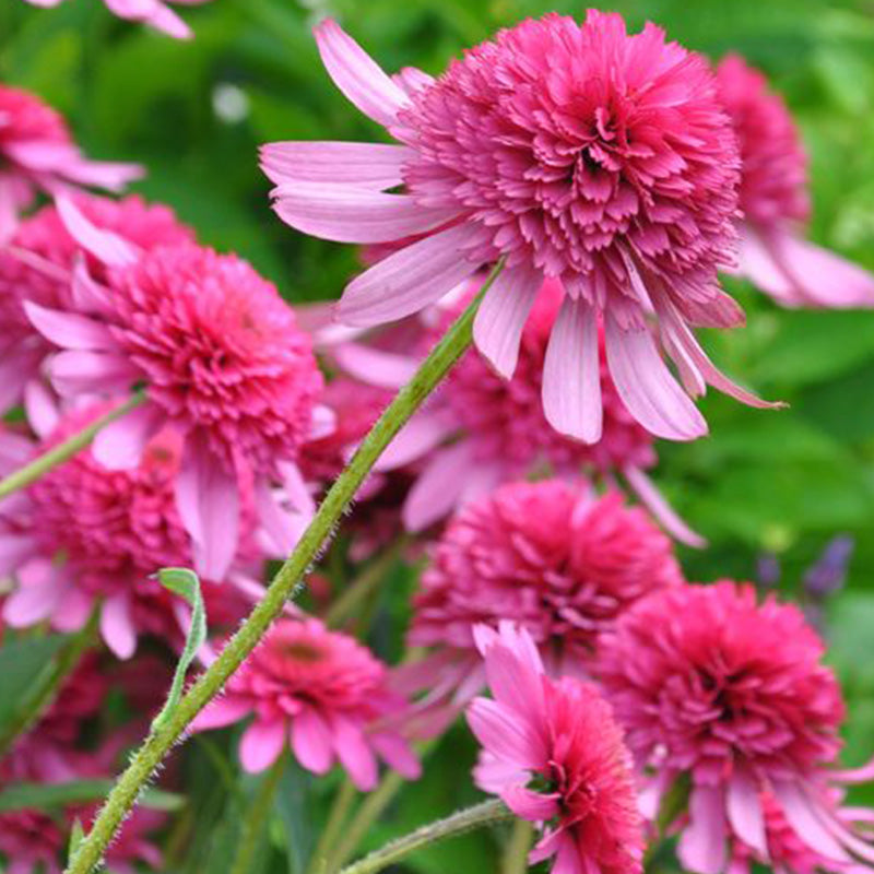 Double Pink Coneflower Seeds - Rare Hardy Perennial Pollinator Flower