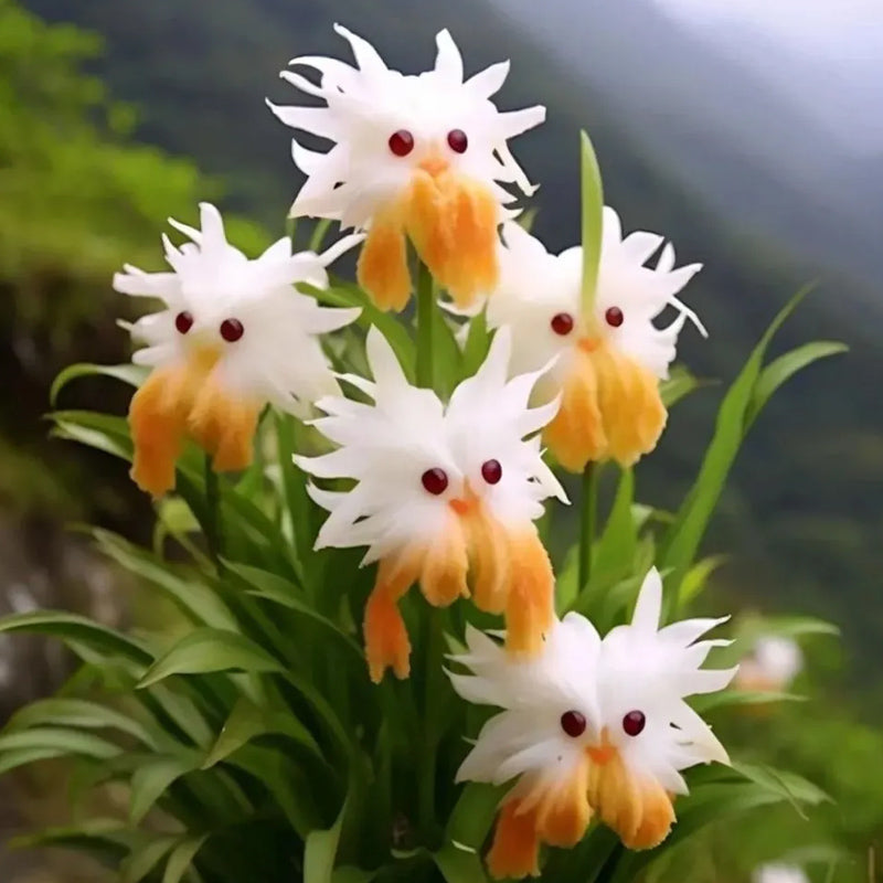 Cat's Eye Flower – Haiyiplants
