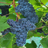 Uva sin semillas de Marte de raíz desnuda: uva perenne, resistente y de larga vida, de rápido crecimiento, para plantar