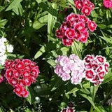 Sweet William Seeds - Indian Carpet Dwarf Single Mix
