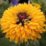 Double Golden Gloriosa Black-Eyed Susan Seeds