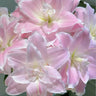 Lily Seeds