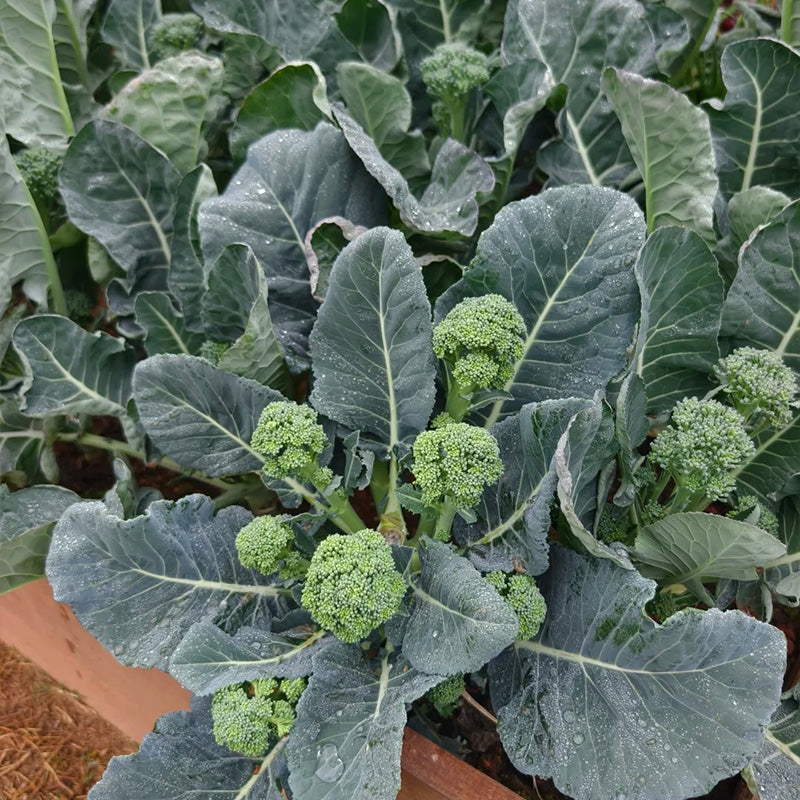 Heirloom Broccolini Seeds