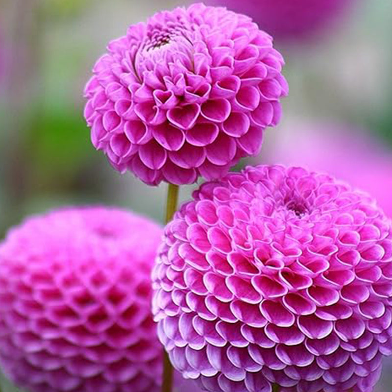 Semillas de pompón de bola de dalia, flores anuales hermosas para plantar