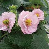 Berried Treasure Pink Strawberry