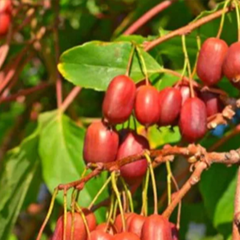 Hardy kiwi Fruit kiwiberry 'Scarlet September' Plum-size