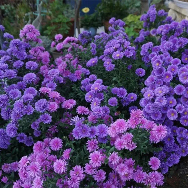 Margaritas moradas: gema amatista