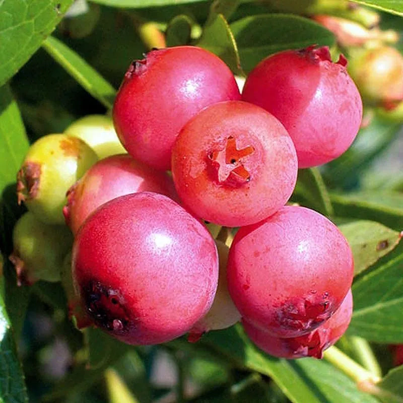 Semillas de arándanos Pink Bliss: el doble de dulzura