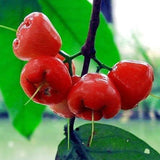 Semillas de fruta de manzana rosa