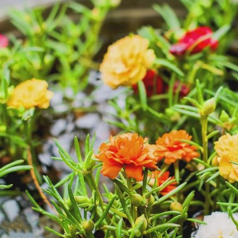 Semillas de rosa musgosa para plantar al aire libre Semillas de verdolaga raras Planta suculenta para cubrir el suelo Semillas de portulaca oleracea