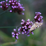 Semillas de flores de verbena bonariensis de hojas moradas perennes para plantar