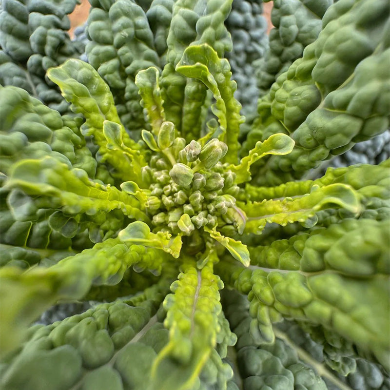 Black Tuscan Kale Seeds