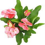 Decoración con plantas de corona de espinas de Euphorbia, plantas de cactus, plantas de interior vivas