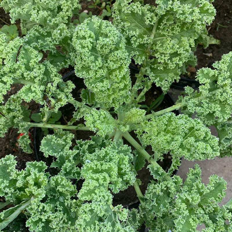 Crisp Morning Curly Kale Seeds