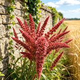 Red Plumed Amaranth (Amaranthus cruentus) Seeds