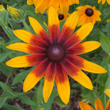 Bicolor Black-Eyed Susan Seeds - Red & Golden Yellow