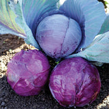 Holiday Red Cabbage Seeds