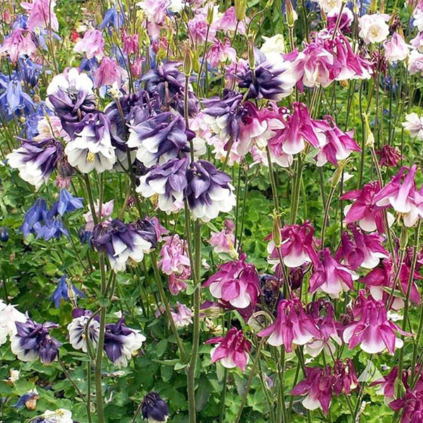 Double Aquilegia Seeds Pink Petticoat Flower Seeds for Planting Outdoor Garden Flower Plant Seeds Attracts Bees