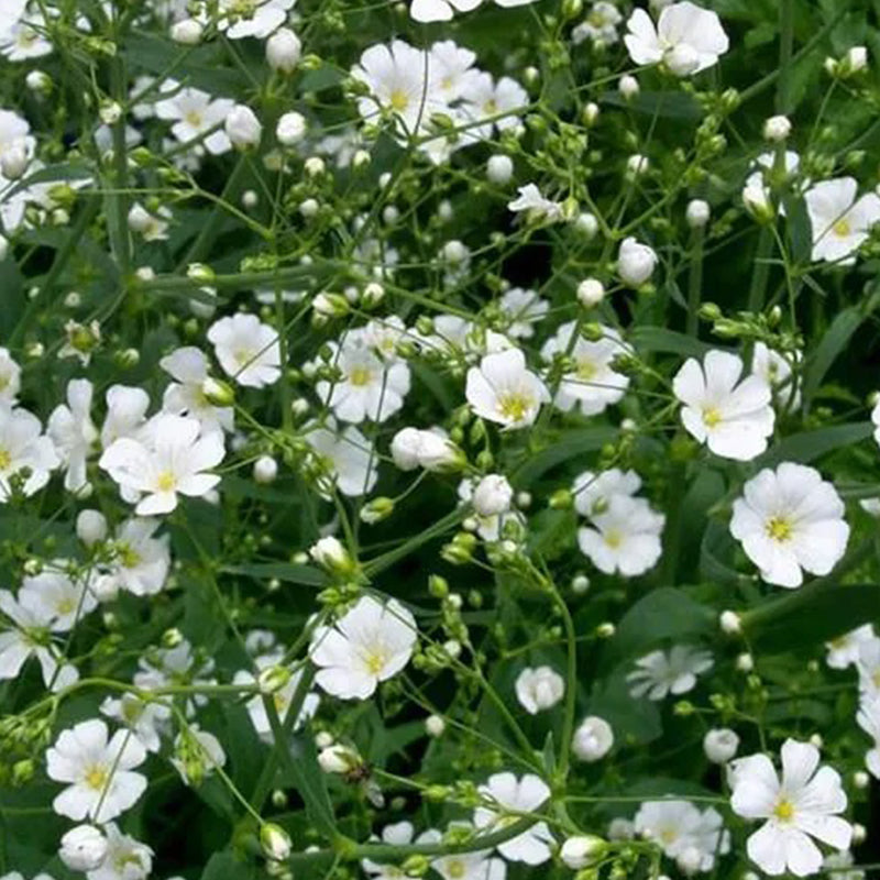 Gypsophila seeds Baby’s Breath Gypsophila