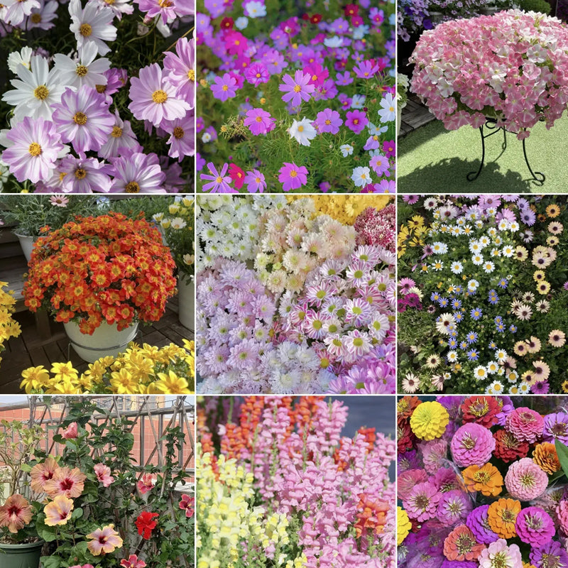 Mezcla de semillas de flores de Royal Meadow