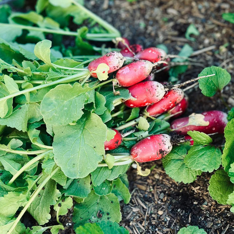 French Breakfast Radish Seeds