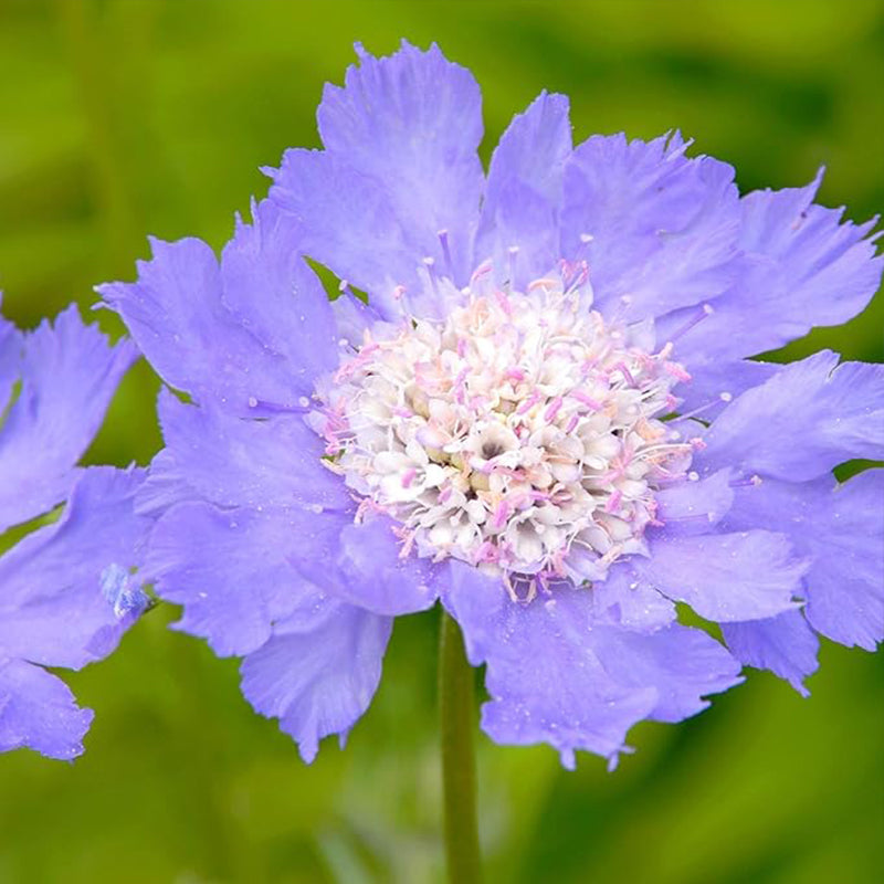 Semillas de flor de cojín de alfiler de escabiosa azul perenne para plantar