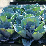Cabbage Early Thunder F1