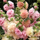 Semillas de malvarrosa Carnival Mix, malva gigante, flores de malvarrosa doble, semillas perennes, flores para jardín de casa al aire libre