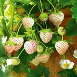 Rare Milk Strawberry Seeds
