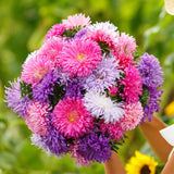Mixed Callistephus/Chinese Aster Seeds-Annual
