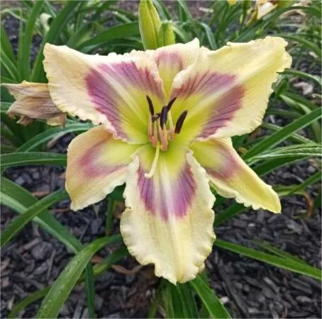 Daylily Hybrid Flowers Seeds, Hemerocallis Hybrid