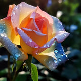 Semillas de rosa arcoíris con degradado