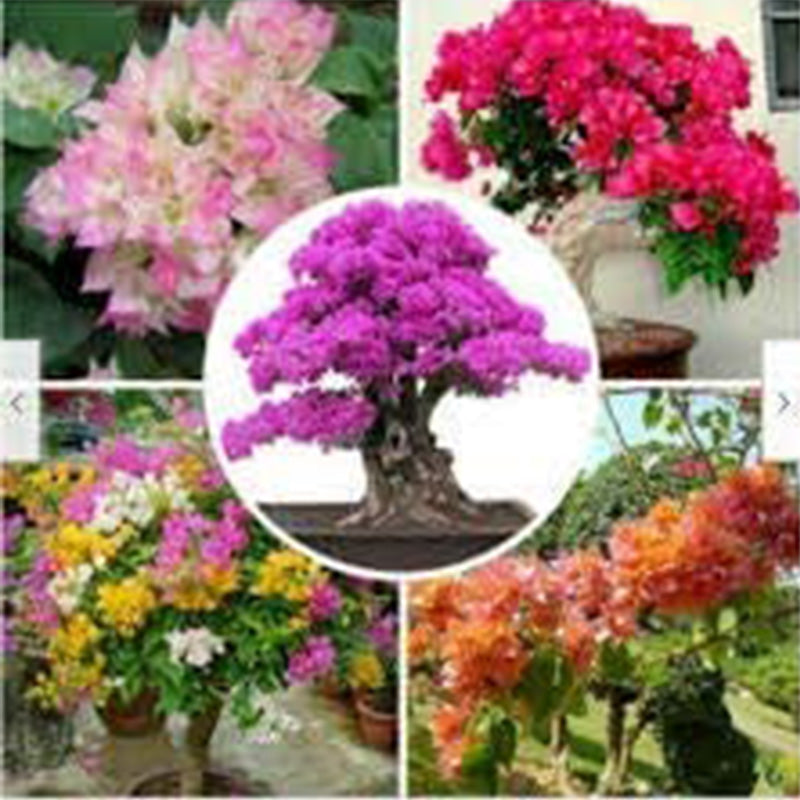 Mix Color Bougainvillea Flower Seeds
