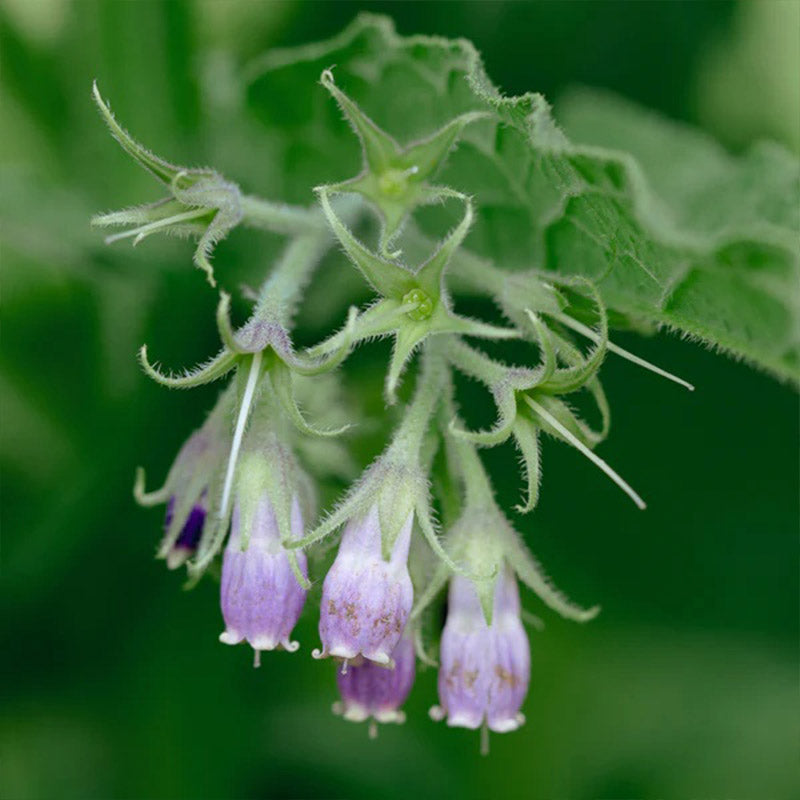Consuelda común/verdadera