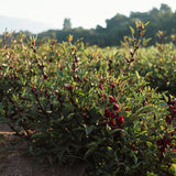 Semillas de flor de hibisco y roselle