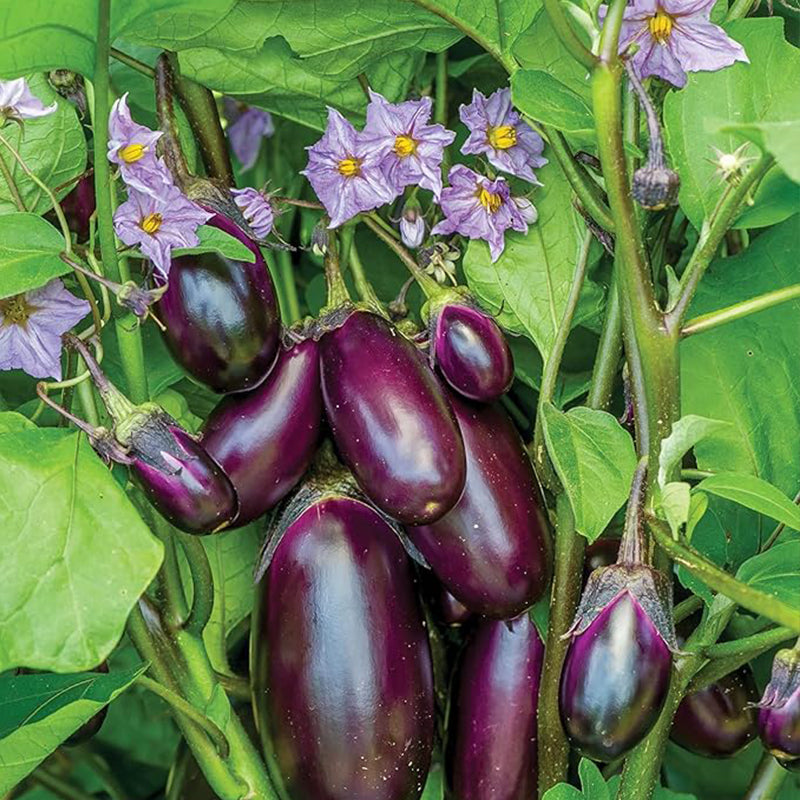 Semillas de berenjena bebé para patio